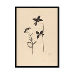 Load image into Gallery viewer, Nature, clover, botanicals, floral, black, beige, art, classical, neutral
